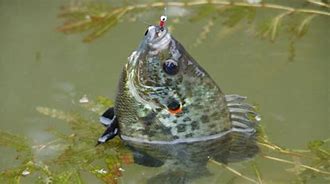 Image result for redear sunfish