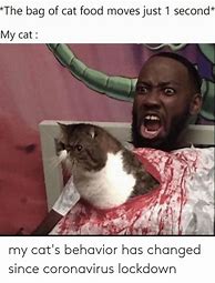 Image result for Panic Cat Meme