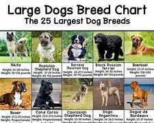 Image result for Biggest Dog Breed Size