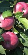 Image result for Best Red Apple Trees to Grow