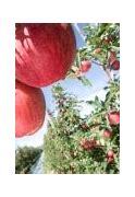 Image result for Old Apple Fruit