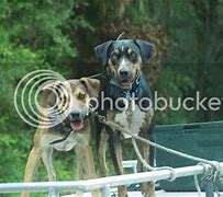 Image result for Florida Cracker Cur Dog