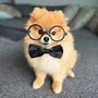 Image result for Smart Small Dog Breeds
