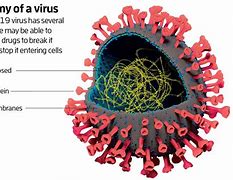 Image result for Virus Anatomy