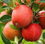 Image result for Small Apple Tree Varieties