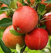 Image result for Apple On Tree