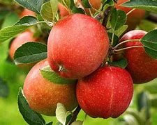 Image result for Apple Tree Pictures