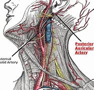 Image result for Auricular Artery
