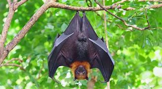Image result for Fruit Bat Facts