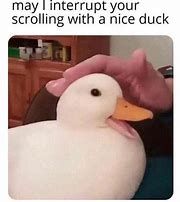 Image result for Quacking Duck Meme