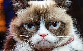 Image result for Grumpy Cat Snow Meme