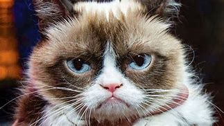 Image result for Happy Birthday Grumpy Cat