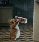 Image result for Cat Sitting and Drinking Milk Meme