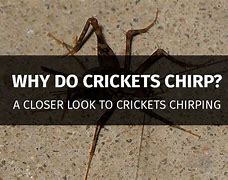 Image result for Cricket Chirp