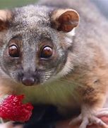 Image result for Possums Eating Fruit