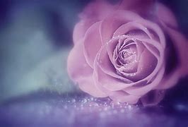 Image result for Pink Purple Blue Flowers Background