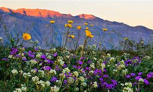 Image result for Southern Arizona Wildflowers