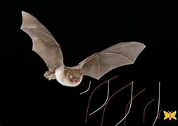 Image result for Bat Call