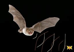 Image result for Bats Prey