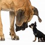 Image result for World's Biggest Puppy