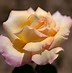 Image result for Hybrid Tea Rose Varieties