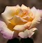 Image result for Hybrid Tea Rose Garden