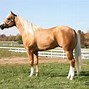 Image result for Mexican Horse Breeds Women