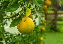 Image result for Green Round Fruit