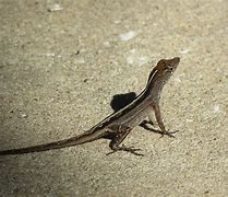 Image result for Black Anole Lizard