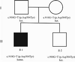 Image result for Homozygous Pedigree