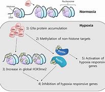 Image result for G9A Inhibitor Structure