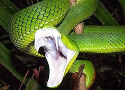 Image result for Snake Striking Away From Camera
