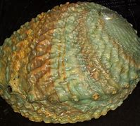 Image result for Abalone Stone