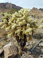 Image result for cholla