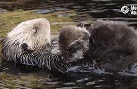 Image result for Sea Otter Endangered