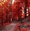 Image result for Blurred Nature Background