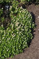 Image result for Persicaria kahil