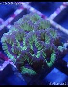Image result for coral�fdro