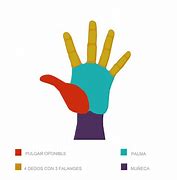 Image result for Pulgar Oponible