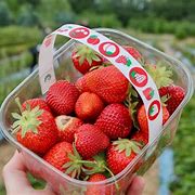Image result for Pick Strawberries