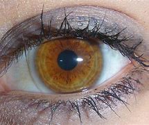 Image result for Rare Eye Color Brown