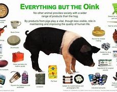 Image result for Products Made From Pigs