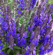 Image result for Salvia nemorosa Haeumanarc ® (MARCUS)