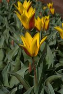 Image result for Tulipa Stresa