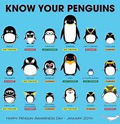 Image result for How Many Types of Penguins Are There