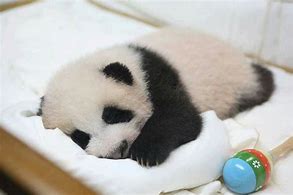 Image result for baby pandas sleep