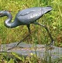 Image result for Cypress Swamp Animals