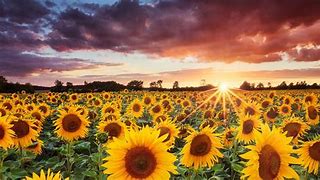 Image result for Sunflower Sky Wallpaper Background