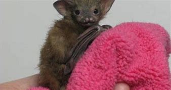 Image result for Bumblebee Bats Pets