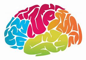 Image result for Front View Human Brain Clip Art